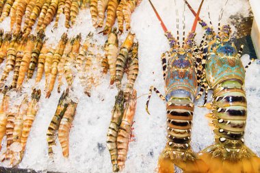 Taze ıstakoz ve karides hazır.