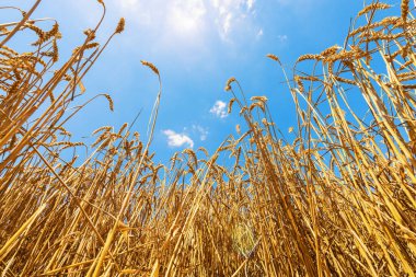 Mavi gökyüzü arka planına karşı altın buğday tarlası.