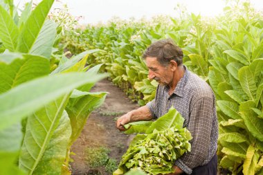 Yaşlı çiftçi gün doğumunda taze yeşil tütün yaprakları topluyor.