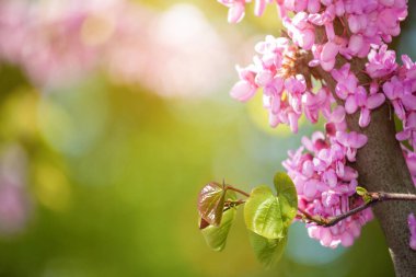 Bulanık arkaplanda pembe çiçek açan ağaç dalının yakın plan görüntüsü