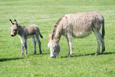 Yazın, çayırda otlayan iki eşektir. 