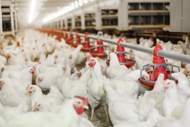 Kapalı alanda tavuk çiftliği, tavuk yemi