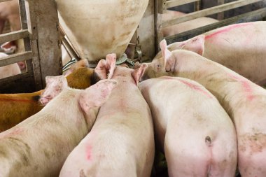 Domuzlar çiftliğe yakın bir yerde yemek yiyor.