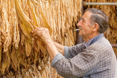 Tütün kurutan çiftçi yakın çekim görüntüsü bırakıyor