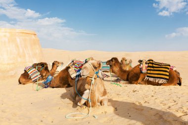 Güneşli bir günde çölde dinlenen develer.