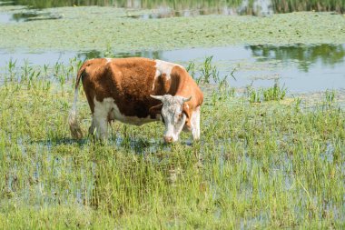 Çiftlikteki inek otluyor ve su içiyor.