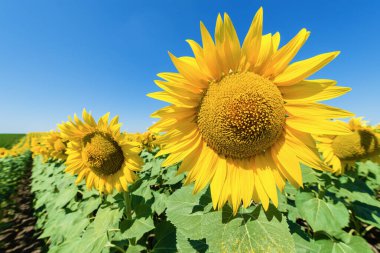 Mavi gökyüzü arkaplanına karşı ayçiçeklerinin yakın görüntüsü