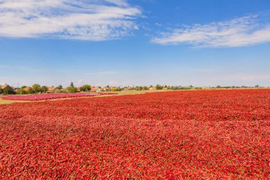 Bol Chili biberi, hasat konsepti.