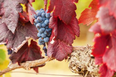 Renkli sonbahar bağında bir demet kırmızı üzüm.