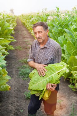 Çiftçi tarlada tütün topluyor.