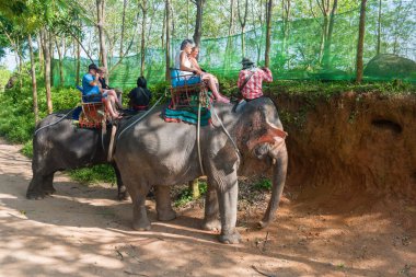 THAILAND, PHUKET, ECTOBER 2015. Phuket adasında fil yürüyüşü, turistlerin ilgi odağı.