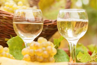 Bir bardak beyaz şarap ve taze üzüm. Arka planda üzüm bağı.