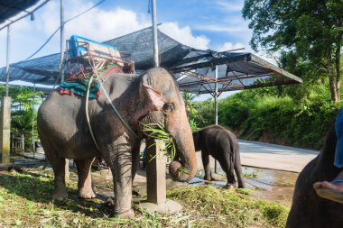 Phuket adasında fil yürüyüşü, turistlerin ilgi odağı