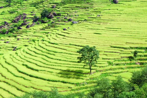 Dağlarda güzel yeşil pirinç tarlaları