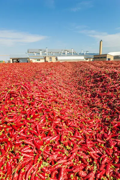 Sahada sıcak kırmızı biber, üretim endüstrisi konsepti