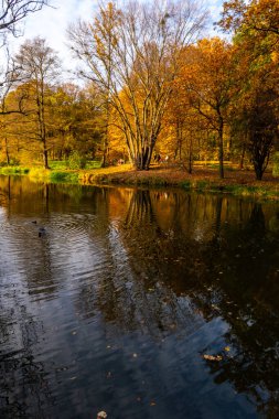 Pszczyna 'nın parkındaki güzel gölet, Silezya, Polonya