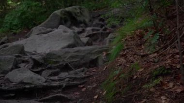 Karanlık ormanda yürüyüş, yolda bir sürü taş.