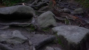 Karanlık ormanda yürüyüş, yolda bir sürü taş.