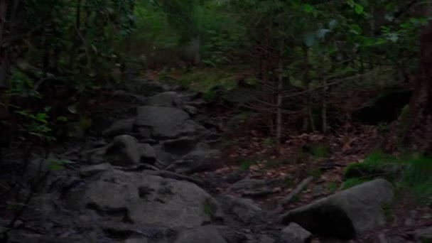 Karanlık Ormanda Yürüyüş Yolda Bir Sürü Taş — Stok video