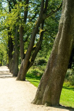 Alley of old trees in Duszniki Zdroj, Poland clipart