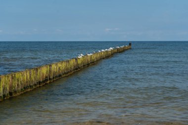 Baltık Denizi, Şelale ve Martı