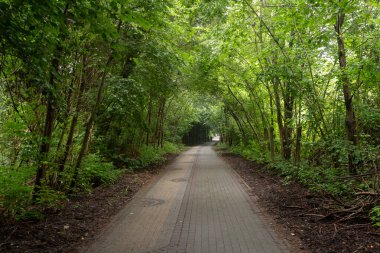 A tunnel of trees with a footpath and a bike path running through the middle. In SIanozety, westpomerania in Poland. clipart