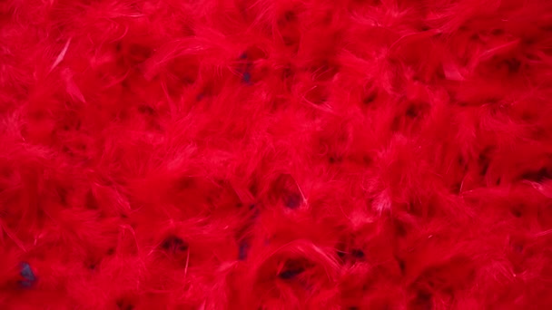 美しい赤い羽の背景 バレンタインデーや愛の概念 コピー スペース平面図 — ストック動画