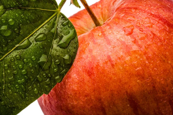 Μονό Φρέσκο Υγρό Κόκκινο Μήλο Φύλλα Και Σταγόνες Που Απομονώνονται Φωτογραφία Αρχείου