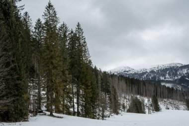 Tatra Dağları 'ndaki Kocieliska Vadisi' nin içindeki ormanlık alan.