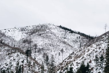 Kış mevsiminde Tatra Dağları 'nda esen güçlü rüzgar sonrasında devrilen ağaçlar