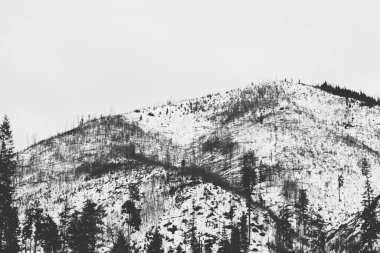 Kış mevsiminde Tatra Dağları 'nda esen güçlü rüzgar sonrasında devrilen ağaçlar