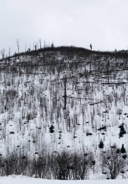 Kış mevsiminde Tatra Dağları 'nda esen güçlü rüzgar sonrasında devrilen ağaçlar