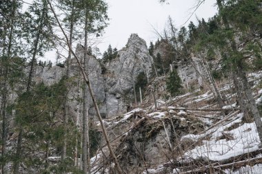 Kış mevsiminde Tatra Dağları 'nda esen güçlü rüzgar sonrasında devrilen ağaçlar