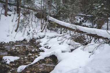 Strazyska Vadisi 'ndeki Strazyska deresi Polonya' nın Tatra Ulusal Parkı 'nda kış mevsiminde