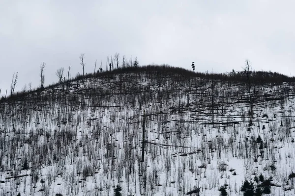 Árvores Caídas Após Vento Forte Nas Montanhas Tatra Durante Temporada — Fotografia de Stock