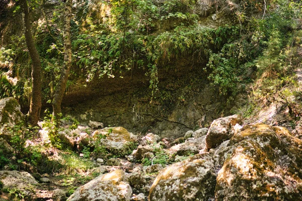 Duża Liczba Motyli Siedzących Kamiennej Ścianie Słynnym Parku Wyspie Rodos — Zdjęcie stockowe
