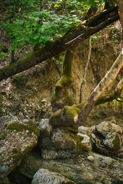 Přírodní Krajina Malým Potůčkem Uvnitř Údolí Plného Skal Stromů — Stock fotografie