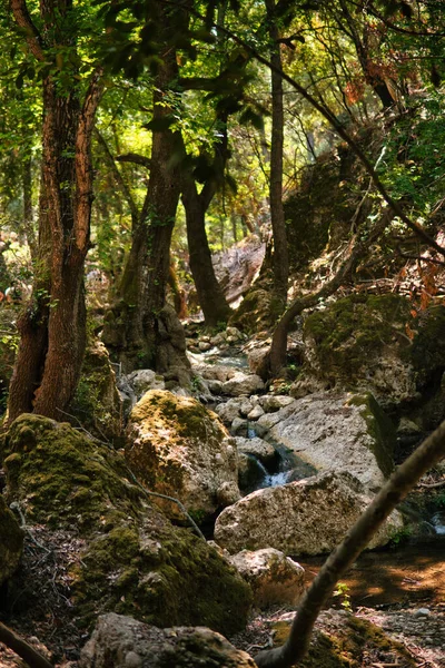 Kis Patak Egy Völgyben Fák Nagy Kövek Rodosz Szigeten Görögországban — Stock Fotó