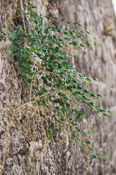 Kis Zöld Növények Nőnek Egy Régi Falon Rodosz Középkori Óváros — Stock Fotó