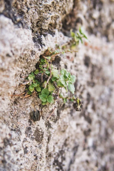 生长在罗得岛中世纪古城城墙上的绿色小植物 — 图库照片