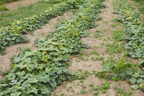 Stock image detail of cucumber growing in the field