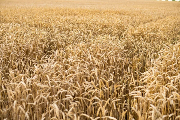 Подробная Информация Выращивании Пшеницы Поле Перед Сбором Урожая Летний Сезон — стоковое фото