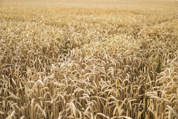 Подробная Информация Выращивании Пшеницы Поле Перед Сбором Урожая Летний Сезон — стоковое фото