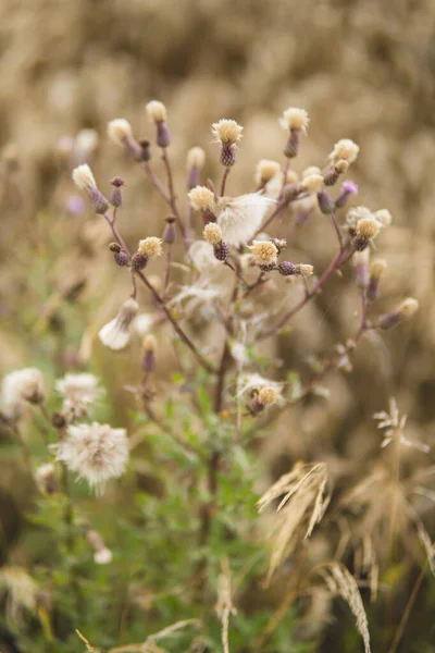 Détail Des Herbes Naturelles Avec Des Fleurs Poussant Dans Les — Photo