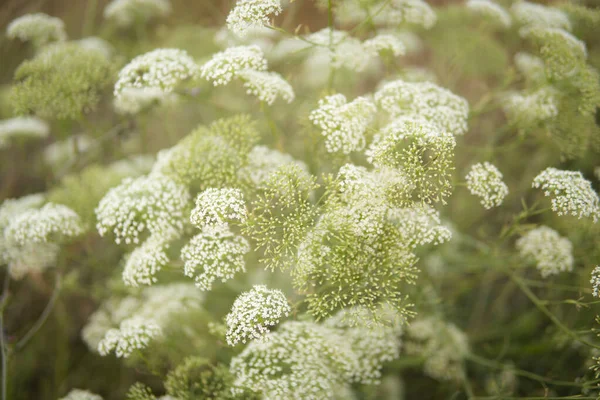 Detail Přírodních Bylin Květinami Rostoucími Polích — Stock fotografie