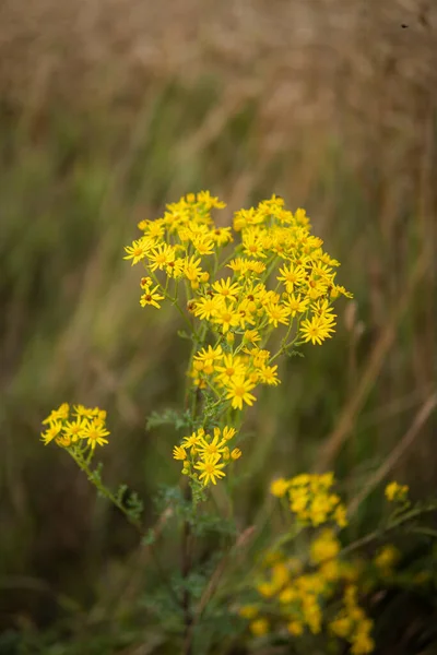 Detalhe Ervas Naturais Com Flores Amarelas Crescendo Nos Campos — Fotografia de Stock