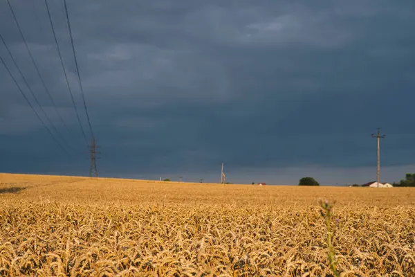 Dunkle Wolken Über Feldern Voller Goldweizen Während Der Sommersaison — Stockfoto