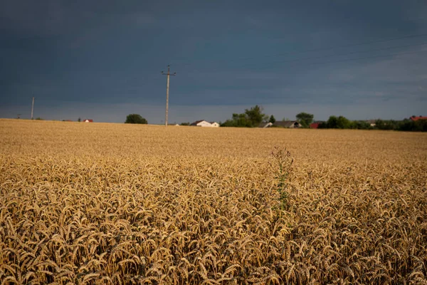 Dunkle Wolken Über Feldern Voller Goldweizen Während Der Sommersaison — Stockfoto