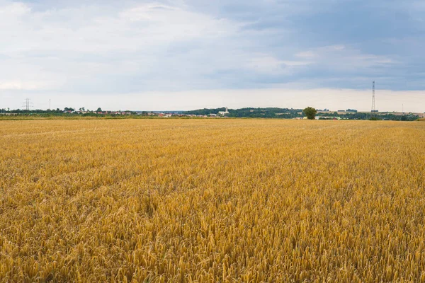 田里长满了黑麦的风景 — 图库照片