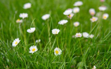 Bahçedeki yeşil çimlerde büyüyen papatyalar.